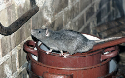 Domestic Rats on the increase during pandemic